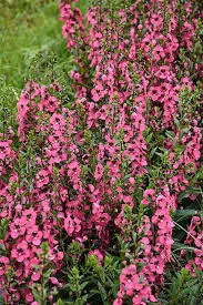 Angelface Perfectly Pink Summer SnapdragonAngelonia hybrid