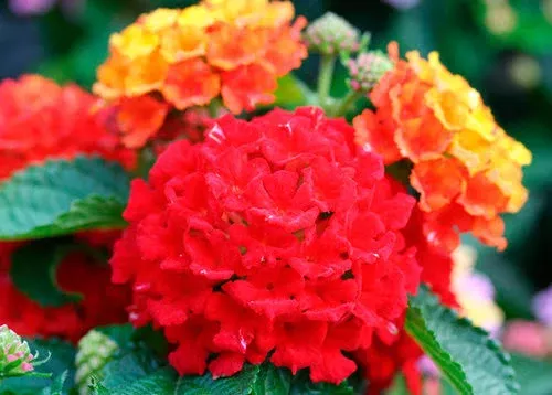 Bandana RedLantana camara