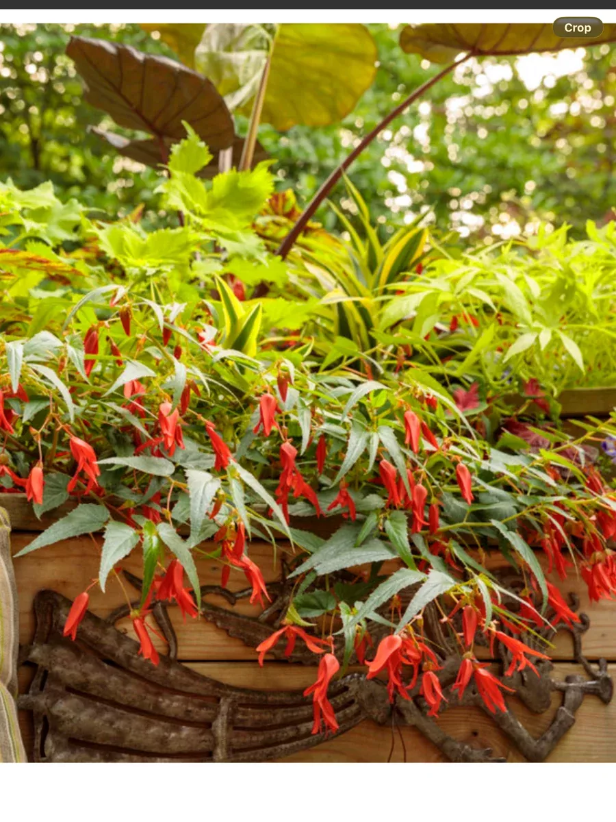 Begonia Boliviensis Santa Cruz Sunset (Orange)