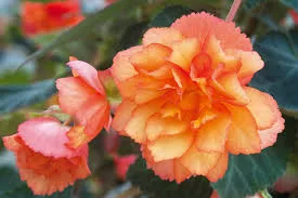 Begonia Tuberous Illumination Golden Picotee