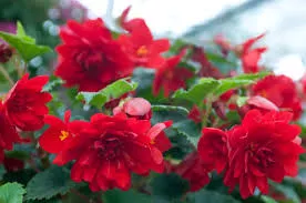 Begonia Tuberous Illumination Scarlet