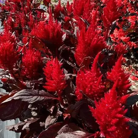 Celosia Burning Embers