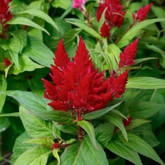 Celosia Flamma Red