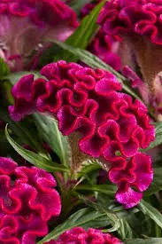 Celosia 'Twisted Bright Pink'