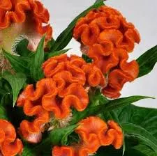 Celosia 'Twisted Orange'