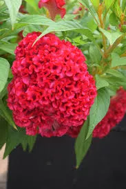 Celosia 'Twisted Strawberry'