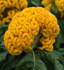Celosia 'Twisted Yellow'