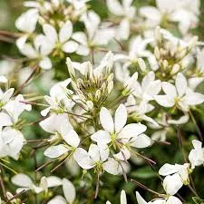 Cleome 'Senorita Blanca'