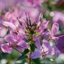 Cleome 'Senorita Rosalita'