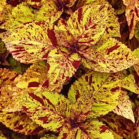 Coleus Charged Up Marble Mania