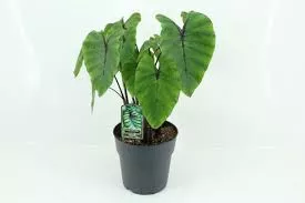 Colocasia Premium Pharaoh’s Mask