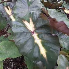 Colocasia Waikiki