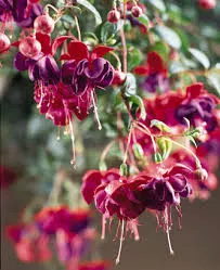 Dark Eyes Trailing Fuchsia Fuchsia hybrid