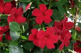 Dipladenia Madinia Maximo Red