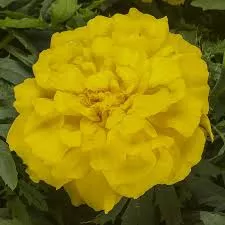 Endurance™ Yellow MarigoldTagetes patula