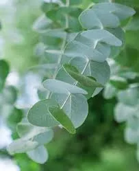 Eucalyptus cinerea Silverdollar