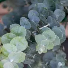 Eucalyptus pulverulenta Baby Blue