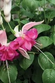 Fuchsia Trailing Bella Rosella