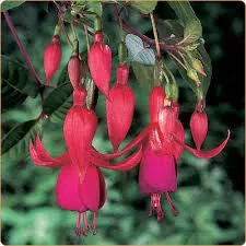 Fuchsia Trailing Blaze Away