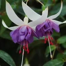 Fuchsia Trailing Blue Angel