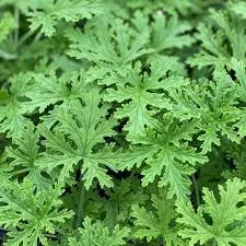 Geranium Scented Citronella (Mosquito Plant)
