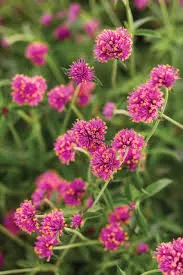 Gomphrena 'Truffula Pink'