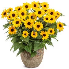 Helianthus 'Suncredible Yellow'