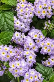 Heliotripium 'August Lavender'