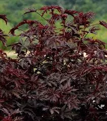 Hibiscus 'Mahogany Splendor'
