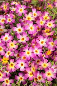 Jamesbrittenia 'Safari Dawn'