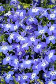 Lobelia Laguna Royale Blue Pearl