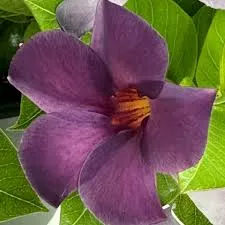 Mandevilla Bluephoria Hanging Basket