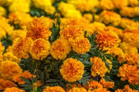 Marigold Endurance Sunset Gold