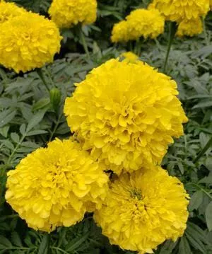 Marigold Inca Yellow