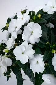 New Guinea 'Compact Classic White'