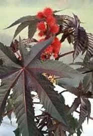 Ricinus 'Carmencita Red'