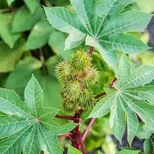Ricinus 'Zanzibariensis'