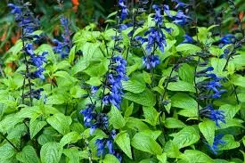 Salvia 'Black and Blue' - 10" POT