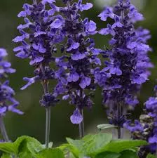 Salvia 'Mysty Blue'