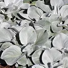 Senecia (Dusty Miller) 'Angel Wings'
