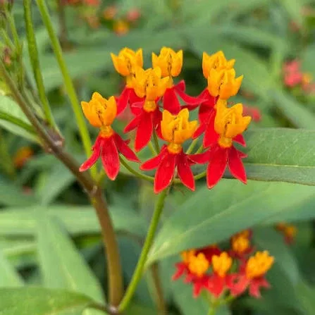 ‘Silky Deep Red' Tropical MilkweedAsclepias curassavica