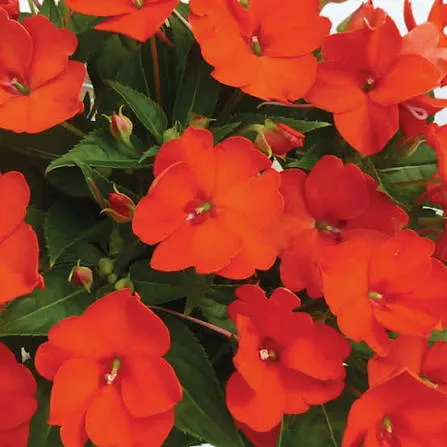 Sunpatien Compact Electric Orange - 10" POT