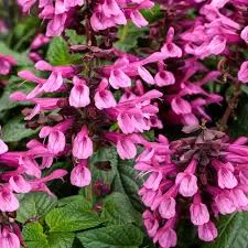 Unplugged PinkSalvia