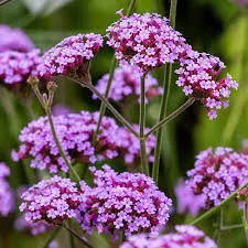 Verbena Bonesarsis